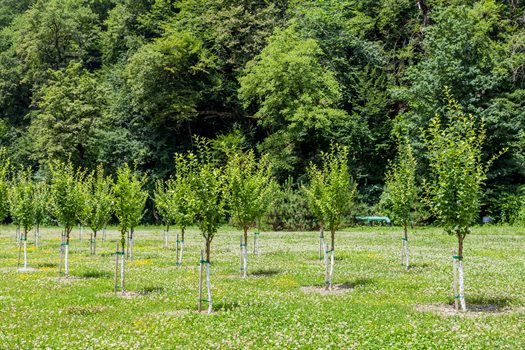 Stock image - trees