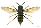 Asian Hornet