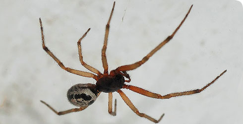 Noble False Widow Spider