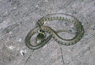 grass snake