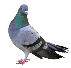 pigeon