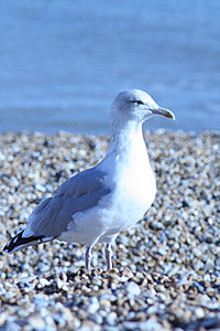 seagull