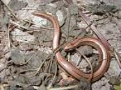 slow worm