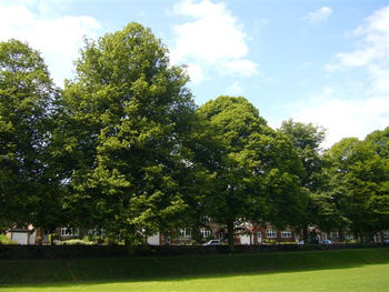 River Recreation Ground Greenery